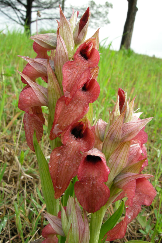 Orchidee del Chianti